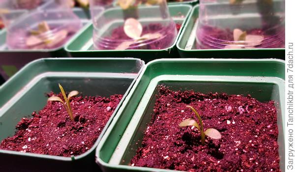 саженцы гацании раннего посева