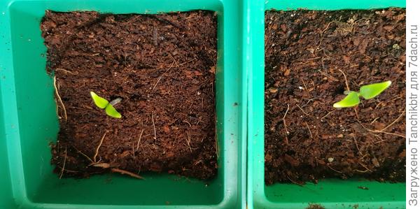 Они же (лампа выкл)