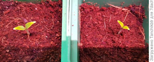 Всходы острого перца (под лампой)