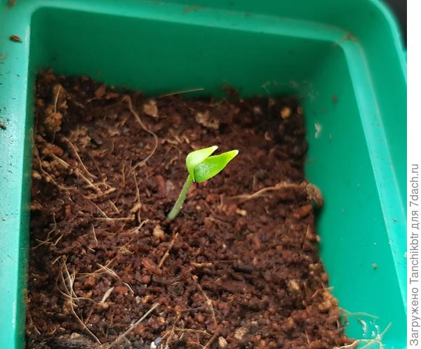 Третий из острых