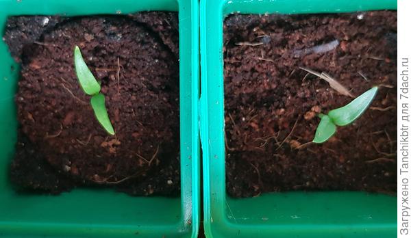 сладкий перец