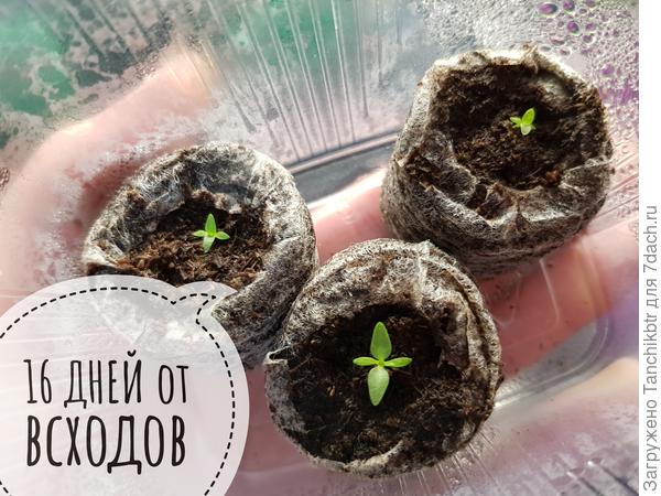 Сроки даю от первого всхода, хотя семена всходили неравномерно (первое 28 января, последнее 4.02)