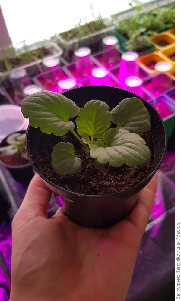 17.03 перевалка в горшочки побольше (вроде, на 300 мл они или на 350-400 - забыла)