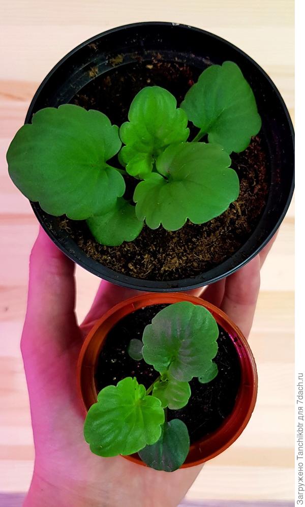 В один день посеяны