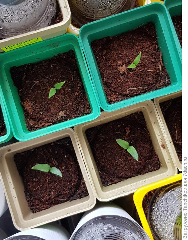 Вверху острый, внизу сладкий