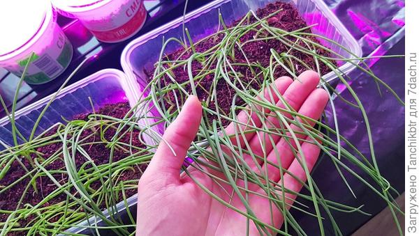 Хорошее перо, жирненькое