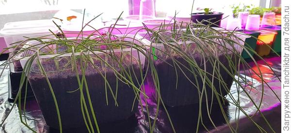 Лохматая рассада лука. Надо стричь. А еще подсыпать земли и перлита (я это еще месяц назад говорила))))))))))))) в последнюю очередь о луке вспоминаю