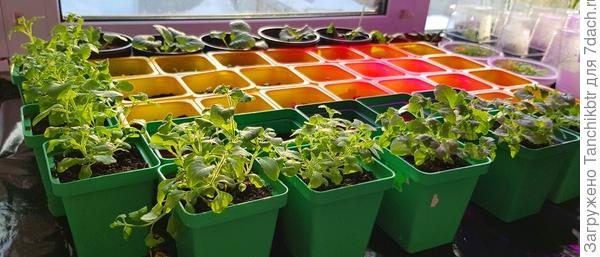 пока растения компактные (слева и на переднем плане в зеленых стаканчиках)