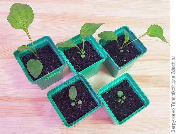 Рассада рудбекии (на переднем плане травмированные задохлики :( )