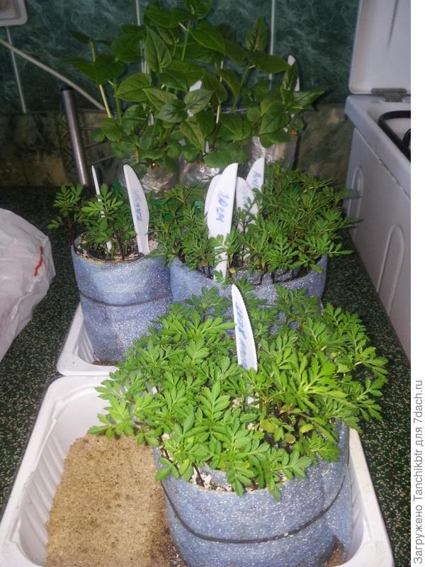 на заднем плане мирабилис же?