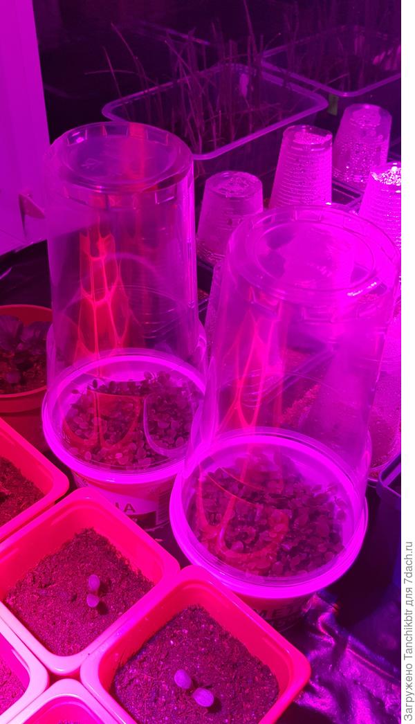 Вот так, как на фото, постоянно держала лобелию) Емкость из под сметаны, а сверху стакан на 500 мл с дурочками. Сейчас пока не убираю, но уже закаляю, оставляю без колпака на часок-другой