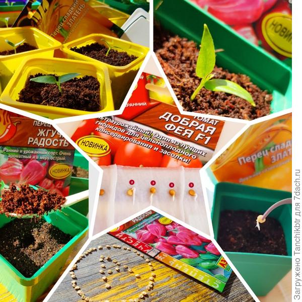 Чтобы «не палить контору» и не терять возможность использования некоторых фото в своих будущих публикациях, слепила аляповатый коллаж. Можно отказаться от стремления показать на всех фото бренд/сорт, что часто происходит в ущерб качеству и идее снимка?