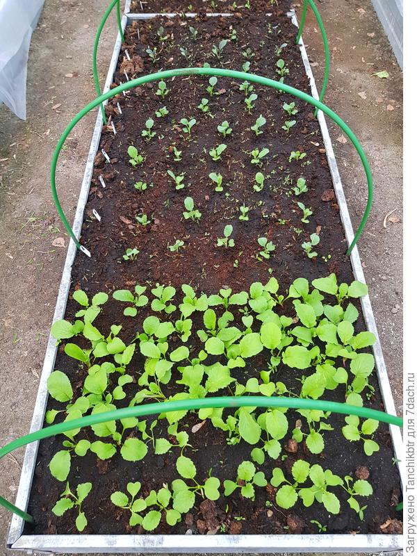 почти рассада :)