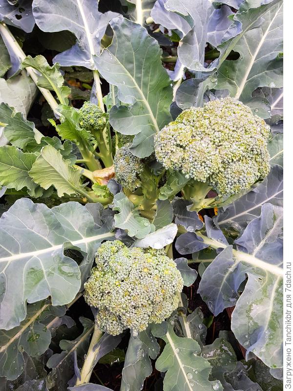 понравилось, что гибриды (особенно Батавия) после срезки кочанов в пазухах образовывали приличные кочанчики