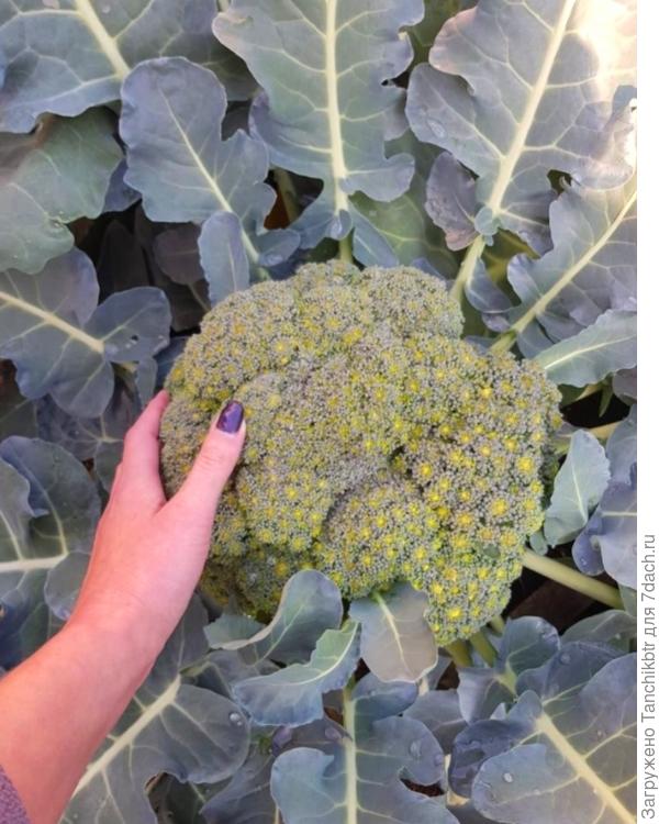 таких кочанов за свою. огородную практику не припомню