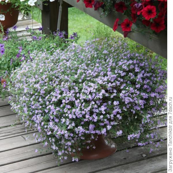 Чтобы такой эффект получить, сколько нужно растений на одно кашпо?