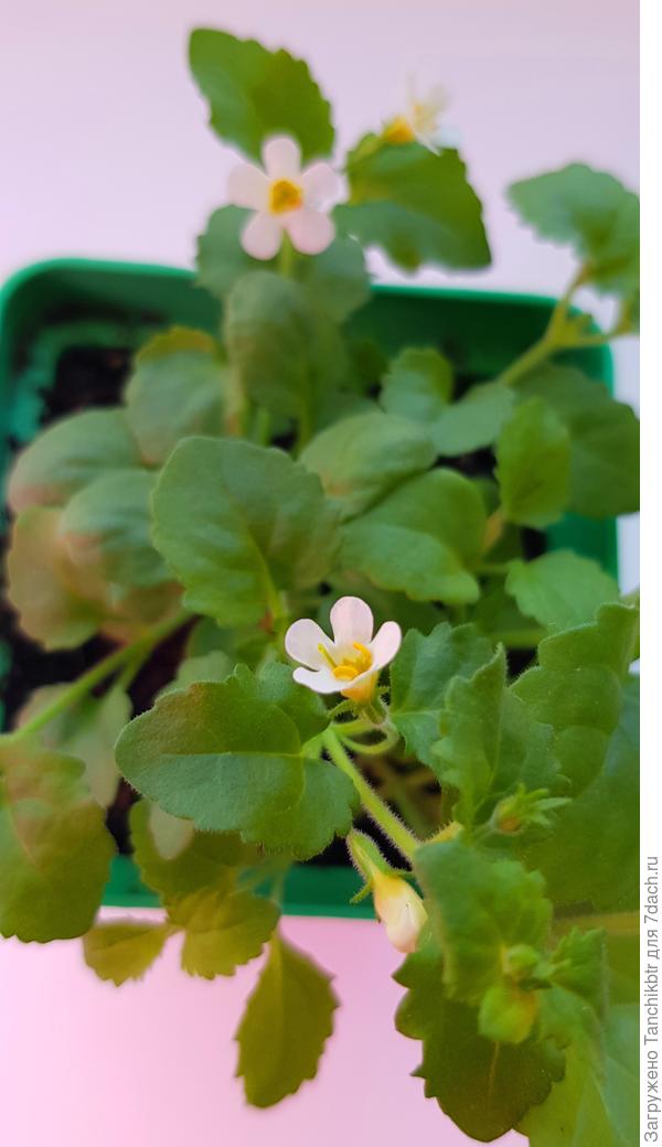 Дождала-а-ась :blush: Какая же она нежная