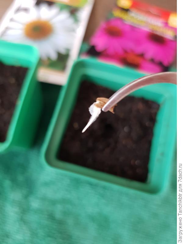 Пинцетом подхватила и в небольшое углубление проклюнувшееся семя положила. Сверху можно поставить рюмку или накрыть контейнером / обернуть пакетом, поставить в тепло (я возле батареи размещаю, но они у меня не шпарят, т.к. регулируемые). Ну и землёй, конечно, присыпала))) Через 1-3 дня всходы, бывают позднее, но реже