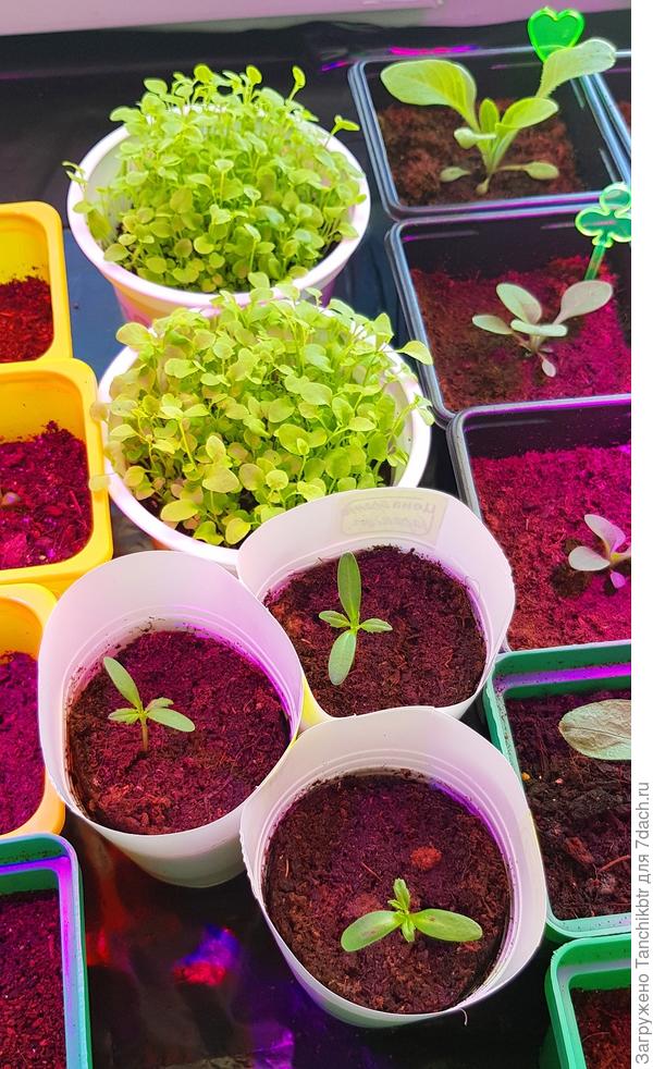 Становятся более пластичными, разместить при желании компактнее можно