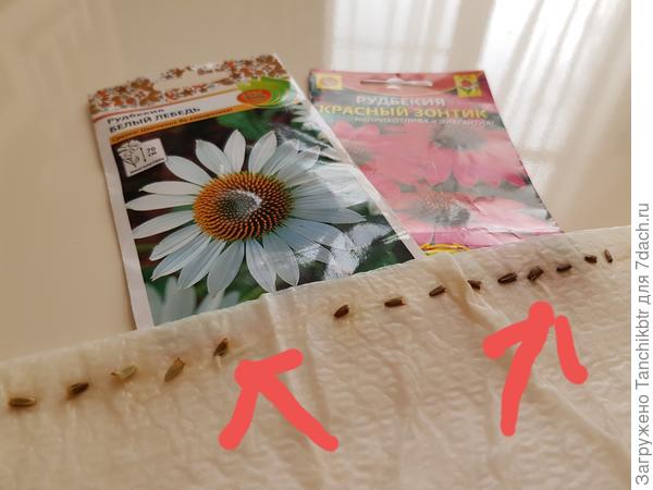 В улитку разложила, первые всходы через 2 дня