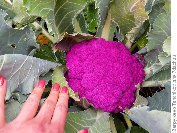 и для разнообразия - красотка Граффити