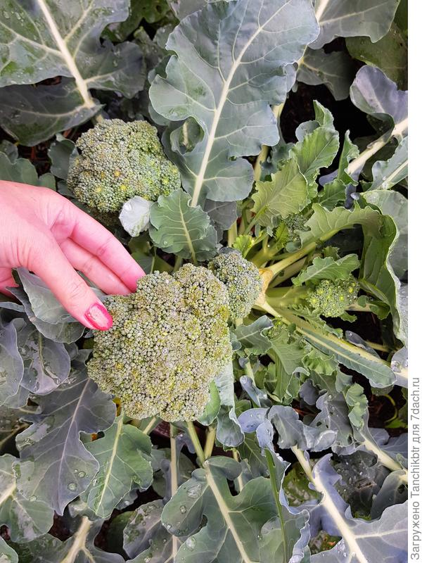 очень приличный доп. урожай