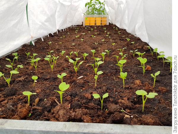 всходы капусты + редиса (на переднем плане)