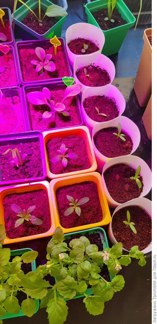 Белые стаканчики - одноразовые, которым отрезала кольцо