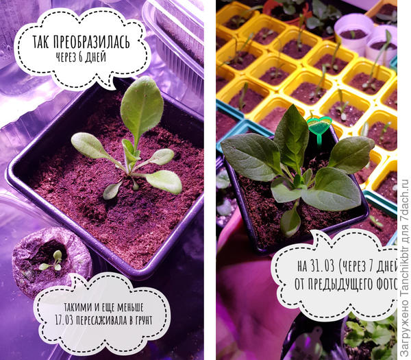 динамика роста петунии