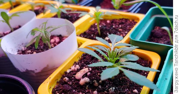 Бархатцы пока такие (сеяла 14.03)