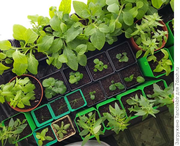 И на фото, кстати, видно, как прищипнуты побеги и неоднократно