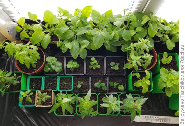 Отдельное фото перевалки не нашла в мессенджерах, чтобы сравнить, но у стеклопакета в черных кашпо - это петунии и они все в 1 л стаканах. Это 24 апреля, через 12 дней после перевалки и они, эдак, в 2-3 раза больше, чем неделю назад (придется поверить на слово :) )))