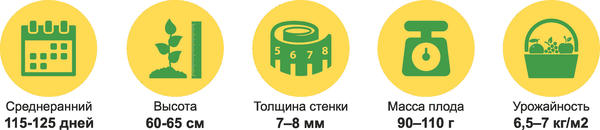 Характеристики перца Златень