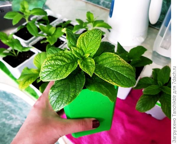 Рассада &quot;гелика&quot; на 12 апреля