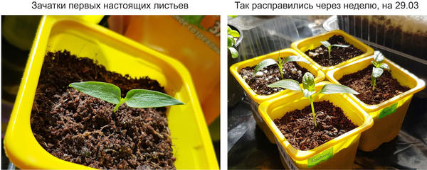 Появление первых настоящих листьев