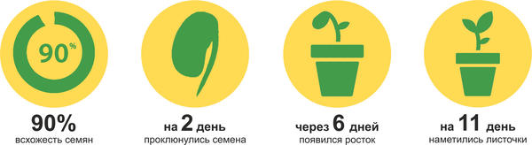 Перец Златень: первые результаты