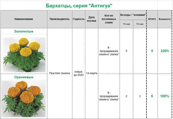 Бархатцы прямостоячие схема посадки