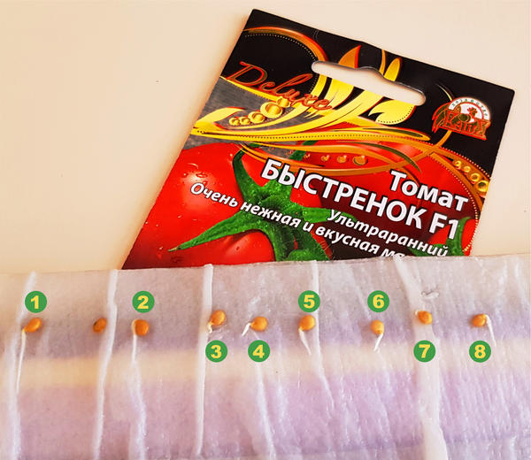 проклюнулись семена томата Быстренок (8 из 9)