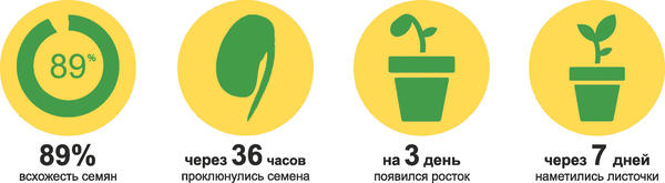 первые результаты гибридного томата Быстрёнок