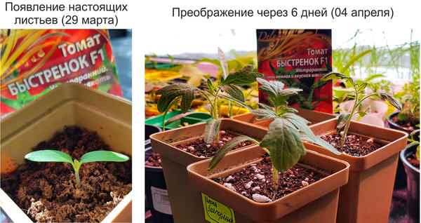 первые настоящие листья на томате Быстренок