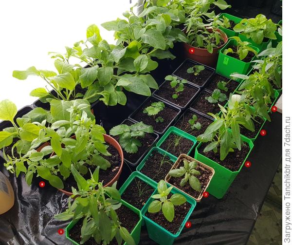 Под № 8 и 9 - это ампели, высажены в горшочки по 3-4 шт. 12 апреля. Они пока не прищипнуты, но в скором времени это сделала.  Под №1, 4-7 - низкорослые, 21.04 перевалены в стаканы на 750 мл. Их в том году не прищипывала, но было на грани. Повезло, что весна в том году была ранняя и смогла довольно рано (по нашим меркам) высадить в грунт. Сеяла в 2020 году 03.03, нужно все-таки в 15-х числах марта (для нашего региона), как высевала в 2018 году. К примеру, в 2019 г. забылась и посеяла львят аж 7 февраля. Вот это было «веселье», там без прищипки уже невозможно было обойтись.  Под № 2 и 3 - тоже низкорослый сорт, Жадоре, но развивался не так прытко, как Перпл и Йеллоу, поэтому оставила, как есть - в 300 мл стаканчиках. Все низкорослые в стаканах сидят по 1 растению