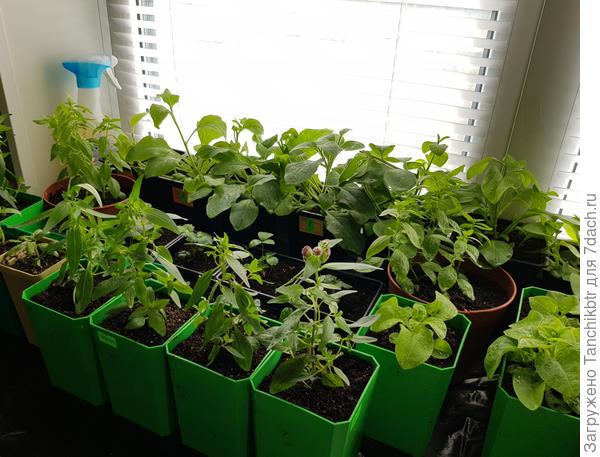 На переднем плане &quot;львята&quot; и в коричневых горшочках