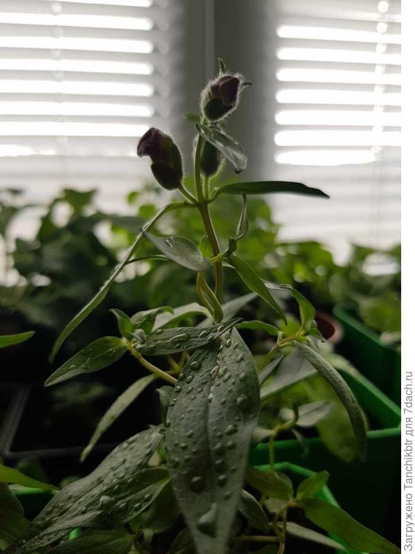 Перпл уже цвести удумал (снимок 24 апреля)