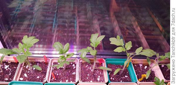 :( :( :( Деты, кстати, что вне теста еще хуже... по ним еще заметнее, что ни к чему была подкормка