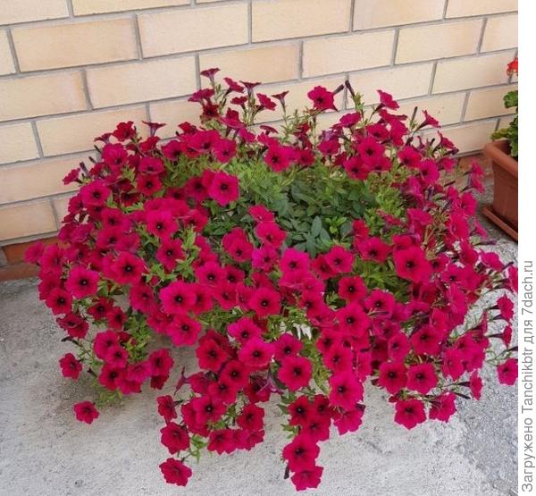 А это Тайфун Ред Велюр, меня такой центр не устраивает. У Торнадо Сильвер было тоже самое, пока в том году на одно растение не дала ± 40-50 л земли