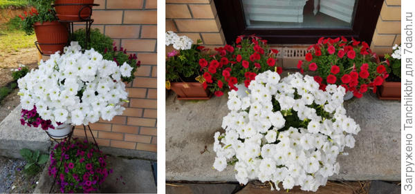 Ампельные в отличие от каскадных особо не лысеют. Это Изи Вейв Белая, но в малом объеме - всего 5 л.