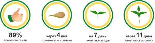 Перец Братья гриль: первые результаты