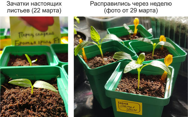 сладкий перец Братья гриль