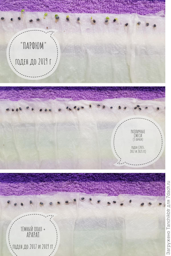 Ниже результат. Еще 48 часов не прошло с посева, а семена уже проклюнулись, некоторые - дали всходы.