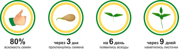 перец Жгучая радость: первые успехи